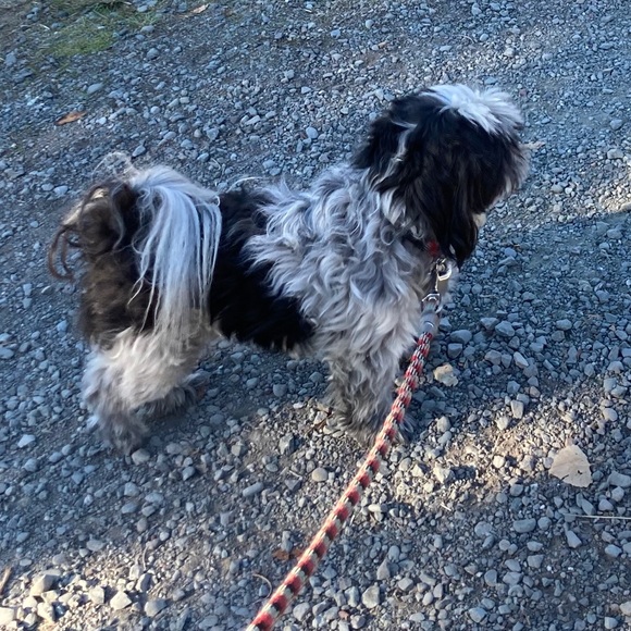 Meet your Posher, Cesar - Picture 1 of 1